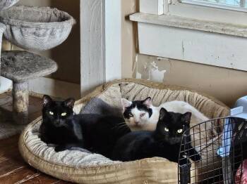 Domestic Short Hair Cats Available for Adoption - Wild Cherry | PetCurious