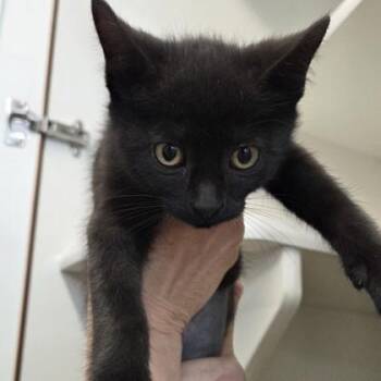 Bell -  Domestic Short Hair Cat Available for Adoption in Voorhees Township, New Jersey - Bell | PetCurious