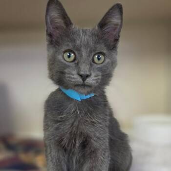 Dolly Parton -  Domestic Short Hair Cat for Adoption in New York, New York - Dolly Parton | PetCurious