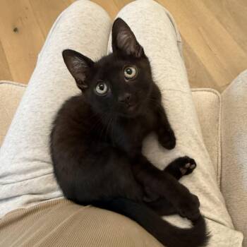 Jet -  Domestic Short Hair Cat for Adoption in Los Angeles, California - Jet | PetCurious