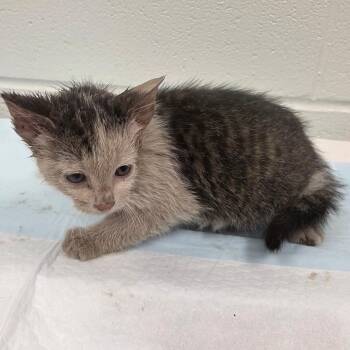 Artful Dodger -  Domestic Short Hair Cat for Adoption in Chattanooga, Tennessee - Artful Dodger | PetCurious