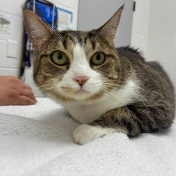 Reaper -  Domestic Short Hair Cat for Adoption in Corpus Christi, Texas - Reaper | PetCurious