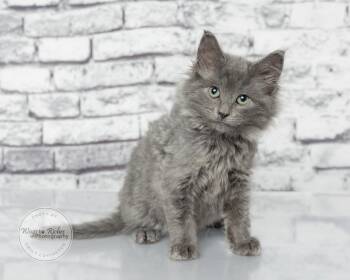Wallace -  Russian Blue and Manx Cat for Adoption in Tuscaloosa, Alabama - Wallace | PetCurious