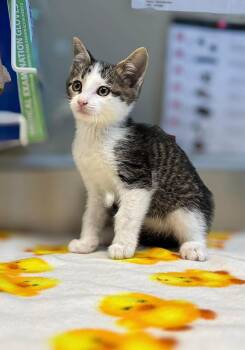 Kikou -  Domestic Short Hair Cat for Adoption in Delson, Quebec - Kikou | PetCurious