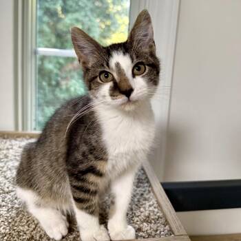 Nero -  Domestic Short Hair Cat for Adoption in Richmond, Virginia - Nero | PetCurious