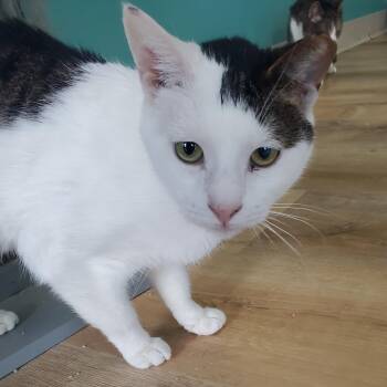 Rescue Domestic Short Hair Cats for Adoption in Salem, New Hampshire - Teller | PetCurious