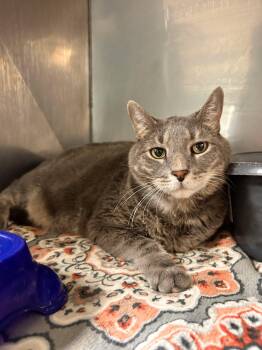 Gummy Bear -  Domestic Short Hair Cat for Adoption in Myerstown, Pennsylvania - Gummy Bear | PetCurious