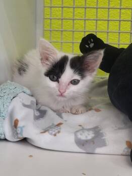 Queenie -  Domestic Short Hair Cat for Adoption in Long Beach, California - Queenie | PetCurious