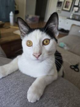 Rescue Domestic Short Hair Cats for Adoption in Villa Park, California - Eeyore | PetCurious