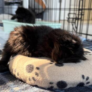 Parmasan -  Domestic Short Hair Cat for Adoption in Ashland, Oregon - Parmasan | PetCurious