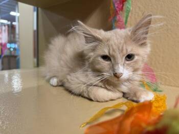 Puma -  Domestic Medium Hair and Domestic Long Hair Cat for Adoption in Carrollton, Virginia - Puma | PetCurious