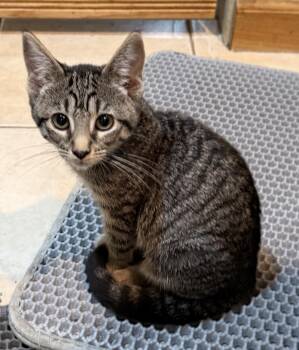 Kaia -  Domestic Short Hair Cat for Adoption in East Hanover, New Jersey - Kaia | PetCurious
