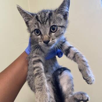 Gord -  Domestic Short Hair Cat for Adoption in Pasadena, California - Gord | PetCurious