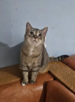 Rescue Domestic Short Hair Cats for Adoption in Youngtown, Arizona - Mow Mow | PetCurious