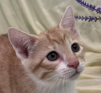 Nicki -  Domestic Short Hair Cat for Adoption in Connelly Springs, North Carolina - Nicki | PetCurious