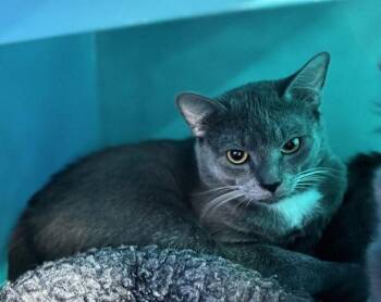 Baron -  Domestic Short Hair Cat for Adoption in Sherwood, Oregon - Baron | PetCurious