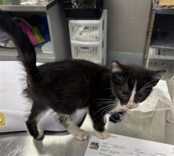 FLANNEL -  Domestic Short Hair Cat for Adoption in Indianapolis, Indiana - FLANNEL | PetCurious