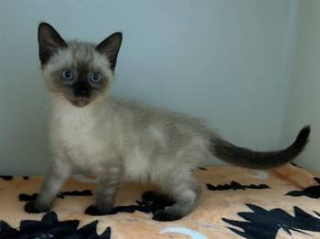 IVAN -  Siamese Cat for Adoption in Mckinleyville, California - IVAN | PetCurious