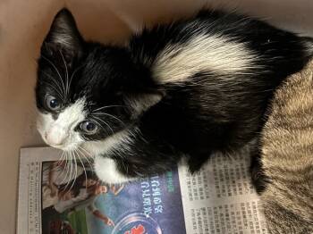 Rescue Domestic Short Hair Cats for Adoption in Pasadena, California - A525173 | PetCurious