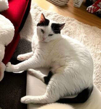 Rescue Tuxedo Cats for Adoption in Hillsboro, Texas - Lulu – A Striking Beauty With Unshakable Spark | PetCurious