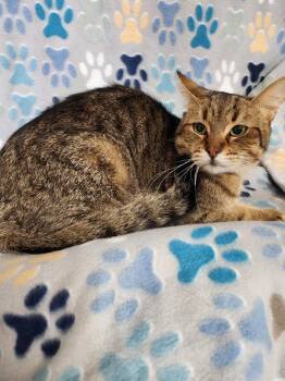 Domestic Short Hair Cats Available for Adoption - Walter | PetCurious