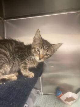 Klaus -  Domestic Short Hair Cat for Adoption in Blountville, Tennessee - Klaus | PetCurious