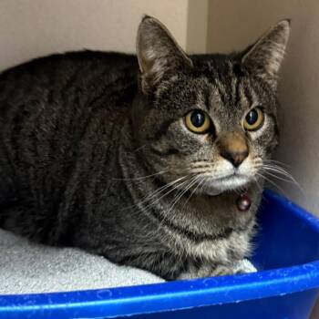 Domestic Short Hair Cats Available for Adoption - Beans | PetCurious