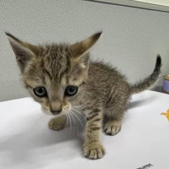 Elsa -  Domestic Short Hair Cat for Adoption in Tampa, Florida - Elsa | PetCurious