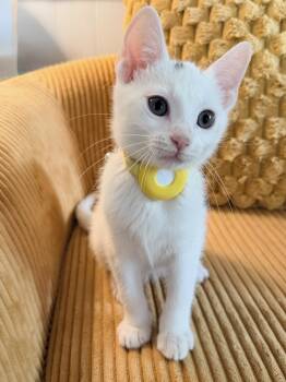 Pecorino -  Domestic Short Hair Cat for Adoption in Honeoye, New York - Pecorino | PetCurious