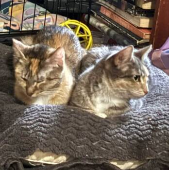 Rescue Domestic Short Hair Cats for Adoption in Plymouth, Minnesota - Vivi | PetCurious