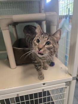 Rescue Domestic Short Hair Cats for Adoption in Cortland, New York - Lyric | PetCurious