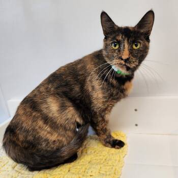 Rescue Domestic Short Hair Cats for Adoption in Fort Wayne, Indiana - Poptart | PetCurious