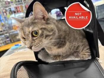 Domestic Short Hair Cats Available for Adoption in Lowell, Massachusetts - Bopa | PetCurious