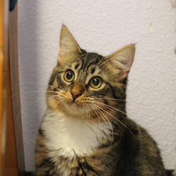 Rescue Domestic Medium Hair Cats for Adoption in Weaverville, California - Bull | PetCurious
