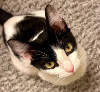 Avery -  Domestic Short Hair Cat for Adoption in San Jose, California - Avery | PetCurious