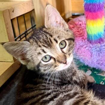 Sergeant Pepper -  Domestic Short Hair Cat for Adoption in Kansas City, Missouri - Sergeant Pepper | PetCurious