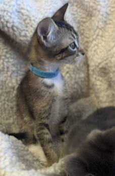 Koala -  Abyssinian and Domestic Short Hair Cat for Adoption in Walnut Creek, California - Koala | PetCurious