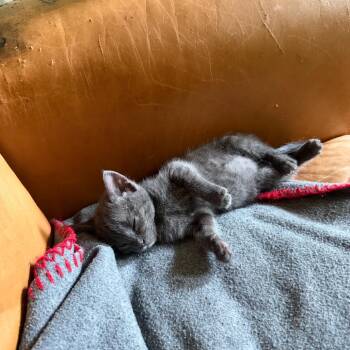 Kiki -  Domestic Short Hair Cat for Adoption in Dallas, Texas - Kiki | PetCurious
