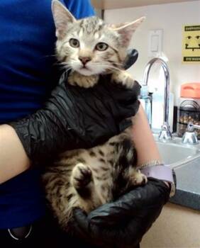LEO -  Domestic Short Hair Cat for Adoption in Martinez, California - LEO | PetCurious