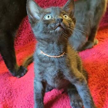 Onyx -  Domestic Short Hair Cat for Adoption in Valley, Alabama - Onyx | PetCurious