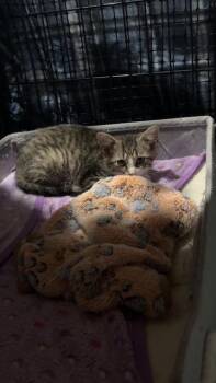 Rescue Tabby Cats for Adoption in Cincinnati, Ohio - Scooter | PetCurious