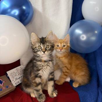Tango & Cash -  Maine Coon and American Bobtail Cat for Adoption in Mount Vernon, Illinois - Tango & Cash | PetCurious