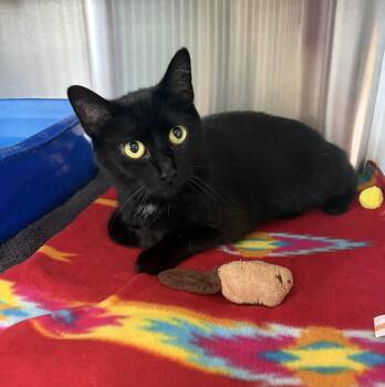 Momba -  Domestic Short Hair Cat for Adoption in Seneca, Pennsylvania - Momba | PetCurious