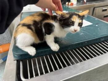 ROSITA -  Domestic Short Hair Cat for Adoption in Rowlett, Texas - ROSITA | PetCurious