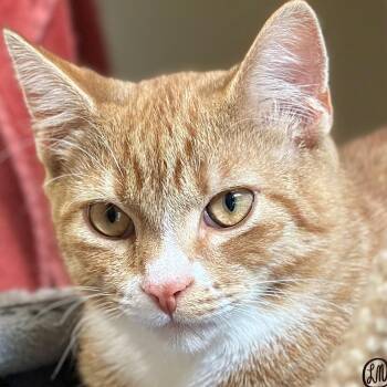 Cheeto -  Domestic Short Hair Cat for Adoption in Victor, New York - Cheeto | PetCurious