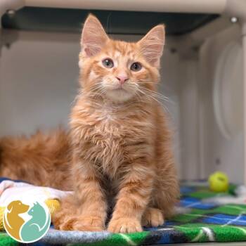 Scan -  Domestic Medium Hair Cat for Adoption in Toledo, Ohio - Scan | PetCurious