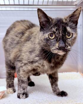 Domestic Short Hair Cats Available for Adoption in Oakland, California - Cece | PetCurious