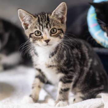 Segovia -  Domestic Short Hair Cat for Adoption in Wilmington, Delaware - Segovia | PetCurious