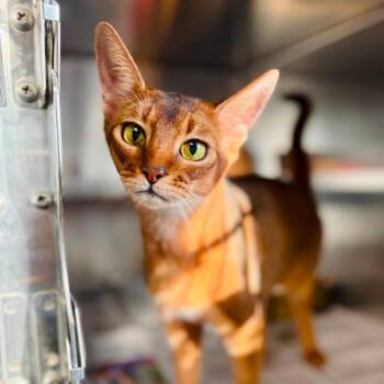 Sporty Spice -  Abyssinian Cat for Adoption in Bedford, New Hampshire - Sporty Spice | PetCurious