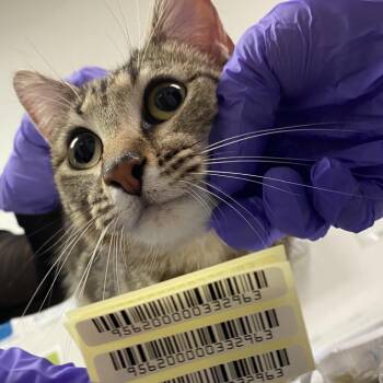 Meerkat -  Domestic Short Hair Cat for Adoption in Charleston, West Virginia - Meerkat | PetCurious